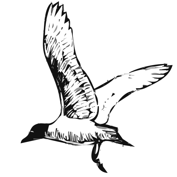 Franklins gull bird in flight vector image
